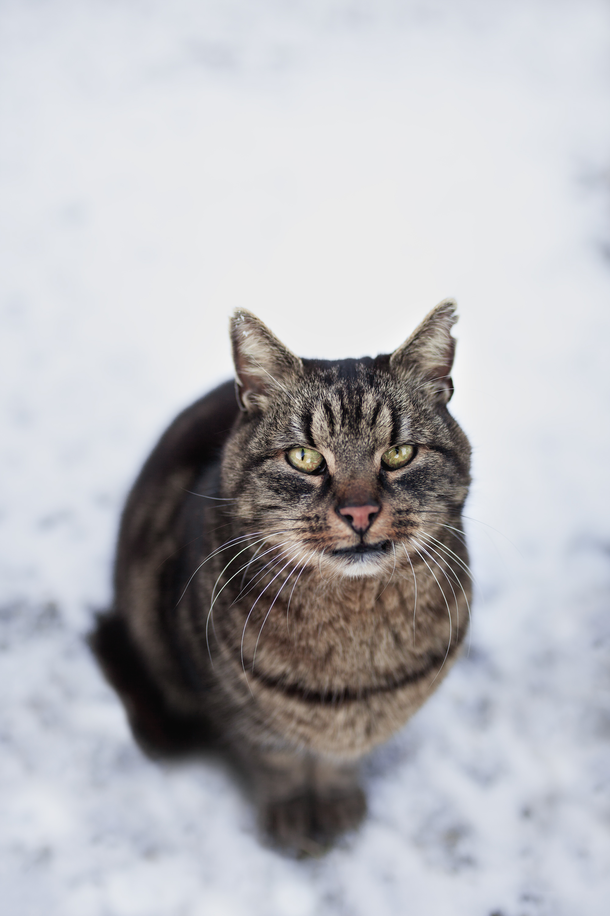 mauzi winter